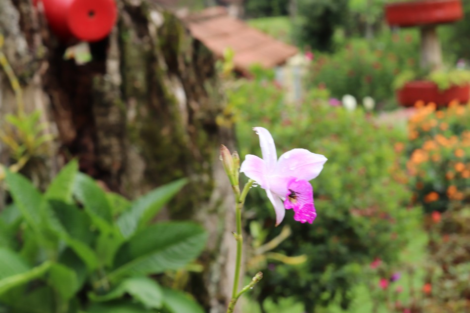 Moradora do bairro Fidélis recebe o prêmio do Concurso de Jardins de Blumenau 