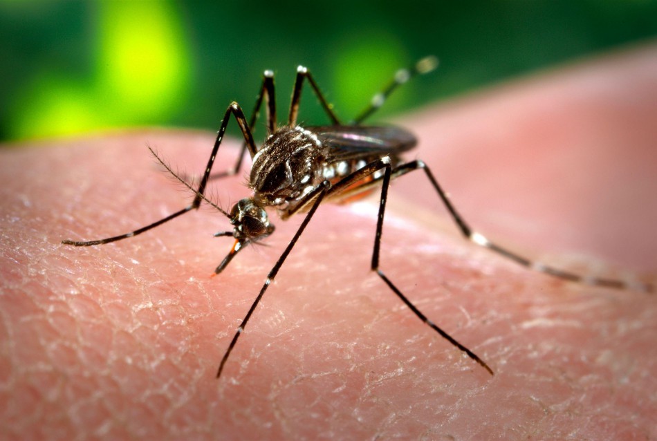 Agentes de combate à dengue farão ação em bairros com mais focos