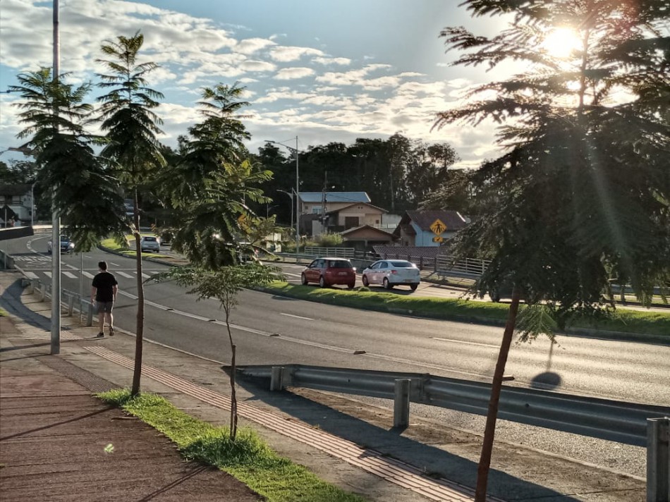 Obras em Blumenau promovem arborização como contrapartida ambiental