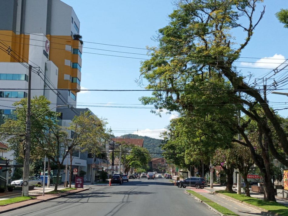 Seurb realizará poda de árvores na Alameda Rio Branco nesta sexta-feira, dia 12