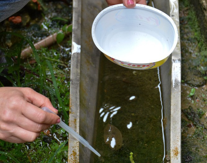 Blumenau registra mais de 1,9 mil focos do mosquito Aedes aegypti
