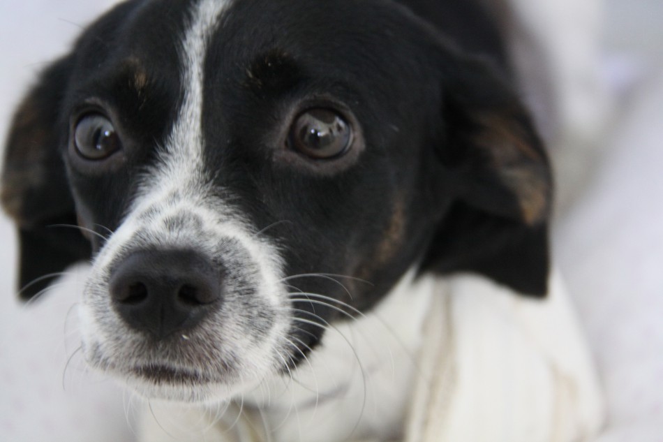 Semmas inicia a Campanha do Agasalho Animal