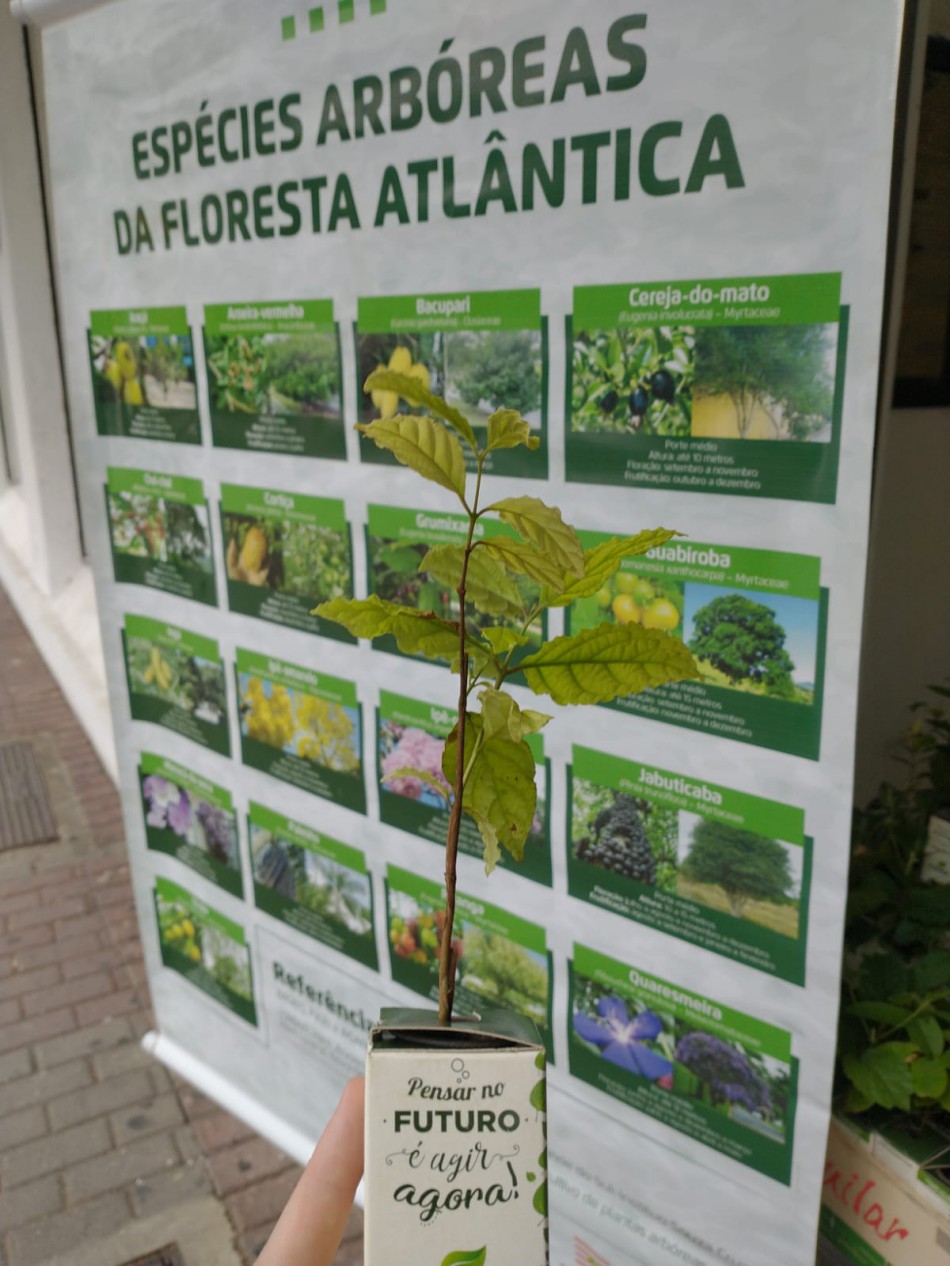 Semmas fará distribuição de mudas de árvores nesta quinta, dia 28