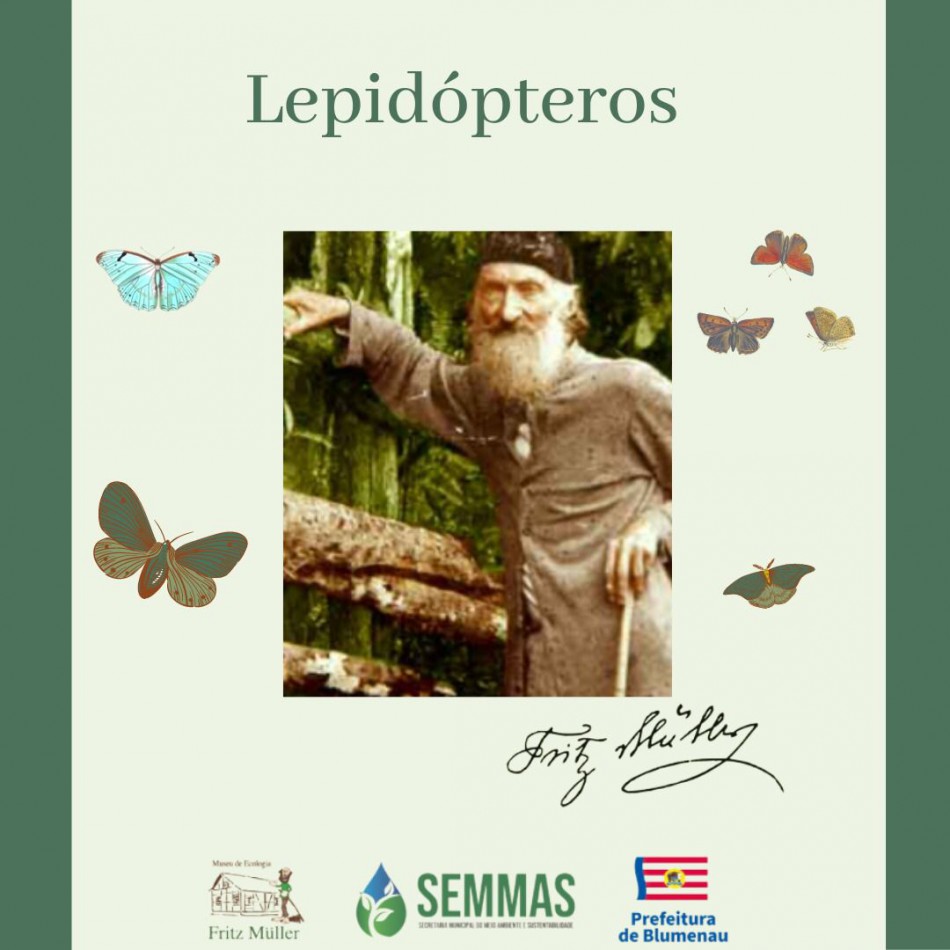 O Museu Fritz Müller promove nova mostra virtual sobre Lepidópteros