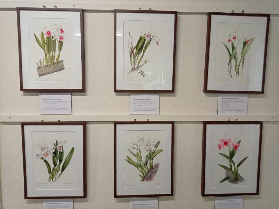 Junho Verde traz a exposição Laelia purpurata: A Rainha das Orquídeas do Brasil no Museu de Ecologia Fritz Müller