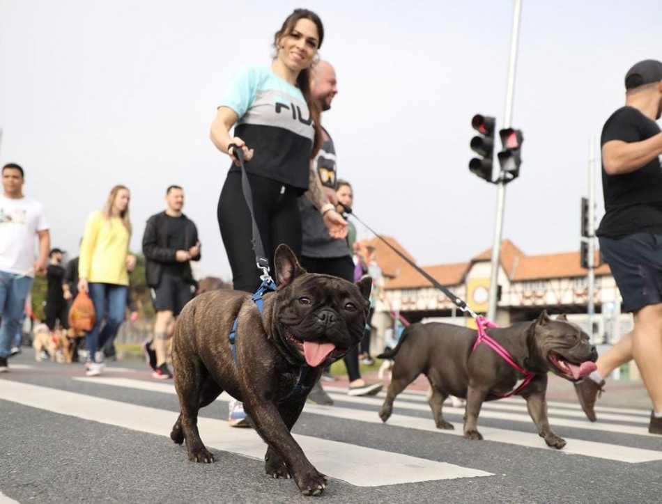 Mais de mil cães participaram da Cãominhada em Blumenau