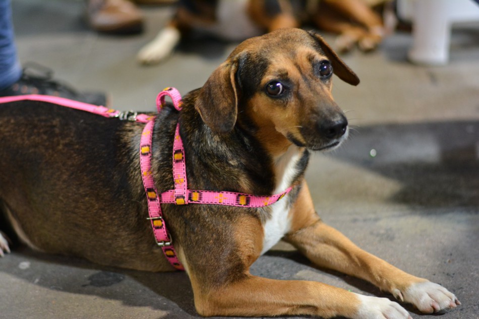 Prefeitura de Blumenau inicia novo mutirão de castração gratuita de animais