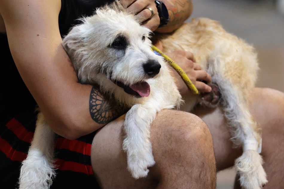 Prefeitura de Blumenau promove novo mutirão de castração gratuita de animais