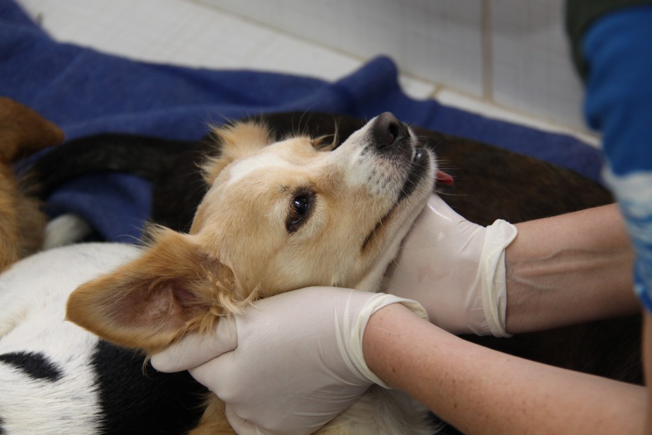 Prefeitura inicia mais um mutirão de castração de animais