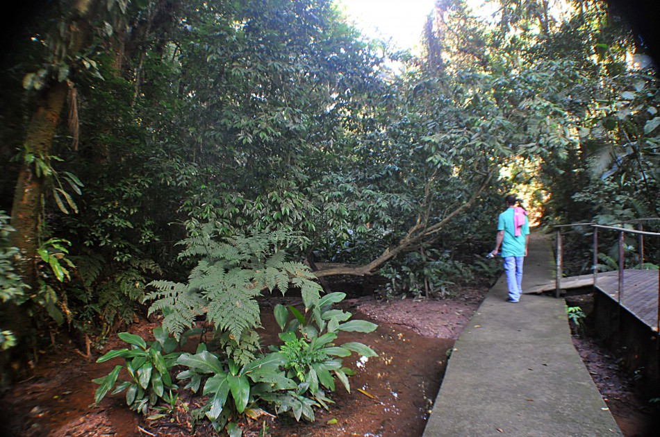 Parque Municipal São Francisco de Assis é fechado para retirada de árvore