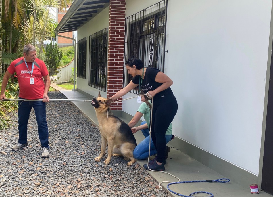Secretaria de Meio Ambiente recolhe cachorro de grande porte solto em via pública