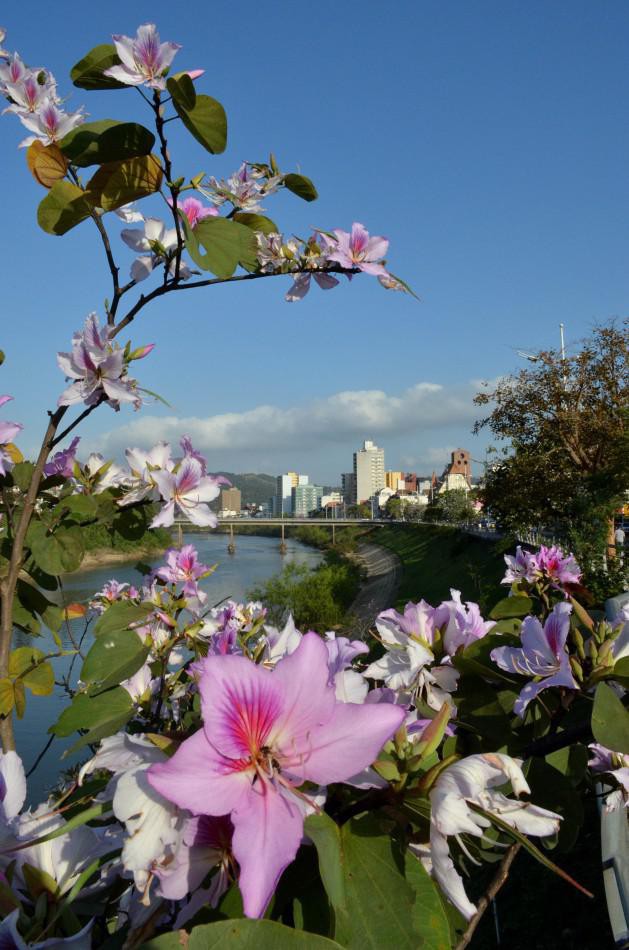 Confira a agenda cultural de Blumenau para os próximos dias
