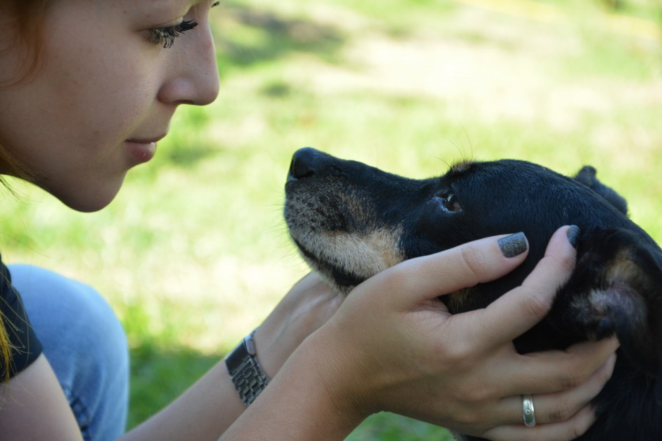 Prefeitura reforça sobre os procedimentos de denúncias de maus-tratos de animais no município