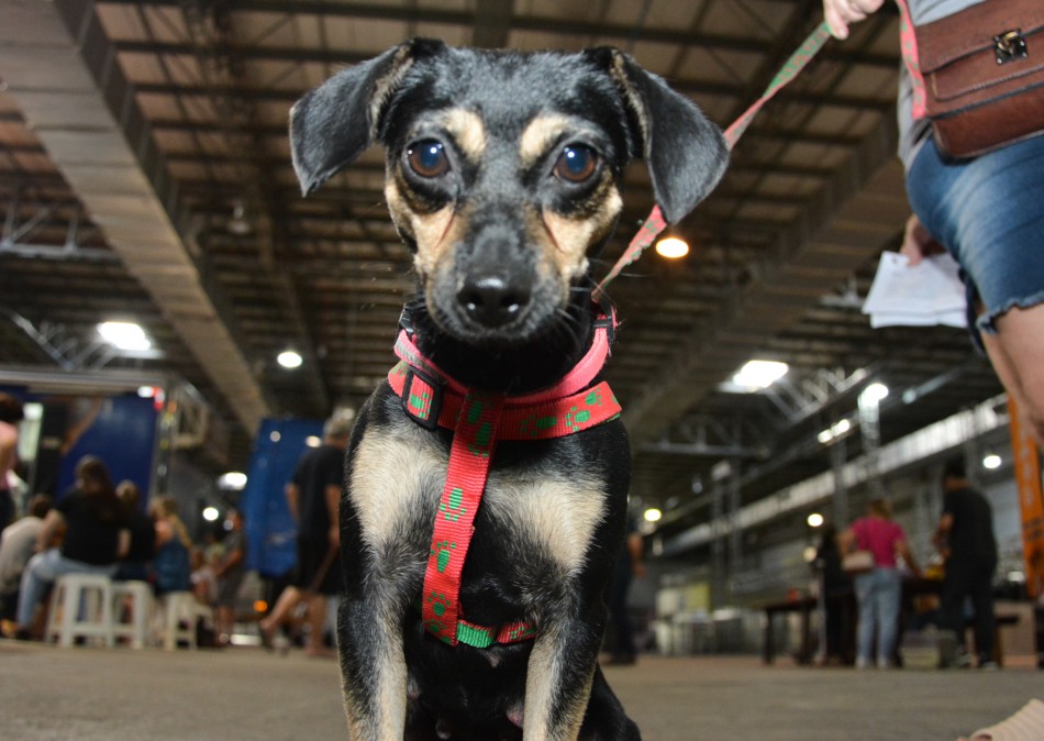 Prefeitura de Blumenau promove mais um mutirão gratuito de castração de animais em setembro