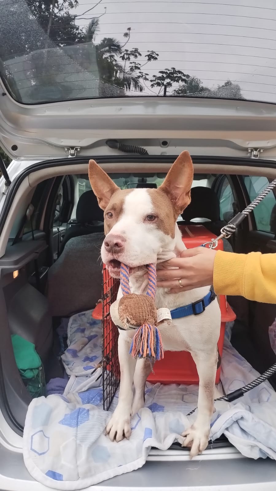 Pitbull que está no Cepread faz boa ação e doa sangue para salvar a vida de cachorrinha com anemia