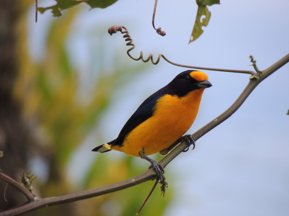 Parque das Nascentes recebe ação gratuita de observação de aves neste sábado, dia 20