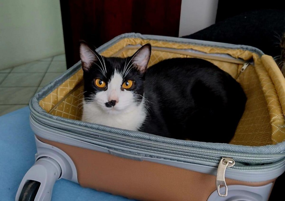 Gato desaparecido há quatro meses reencontra a família graças à microchipagem