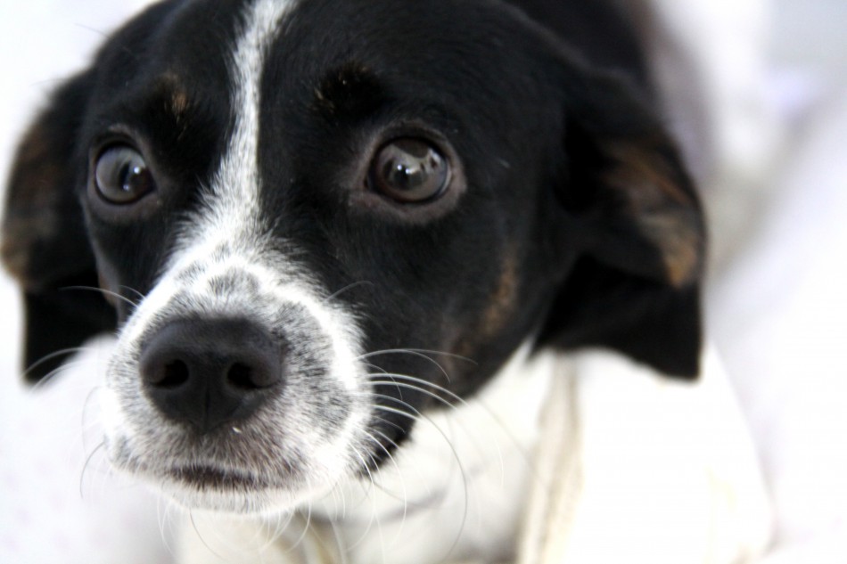 Prefeitura promove mutirão gratuito de castração de animais nesta terça e quarta-feira, dia 9 e 10 de maio
