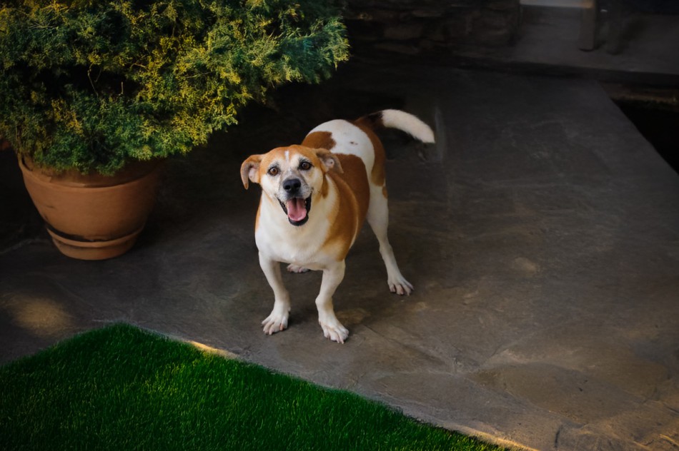 Amor sem pedigree: Cepread destaca vantagens de adotar um cão sem raça definida