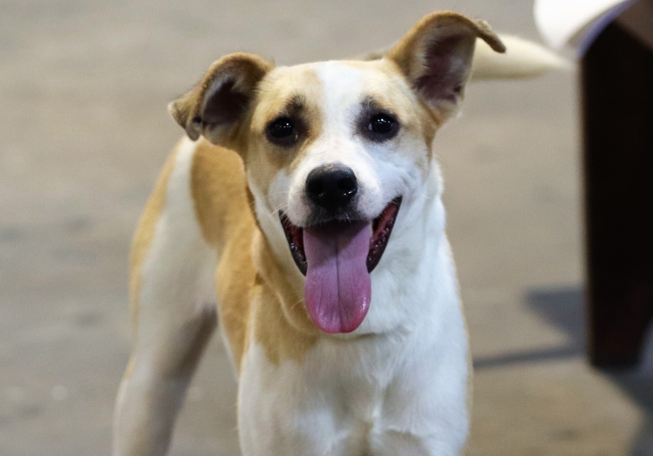 Prefeitura de Blumenau contabiliza mais de mil pets castrados no mutirão de fevereiro