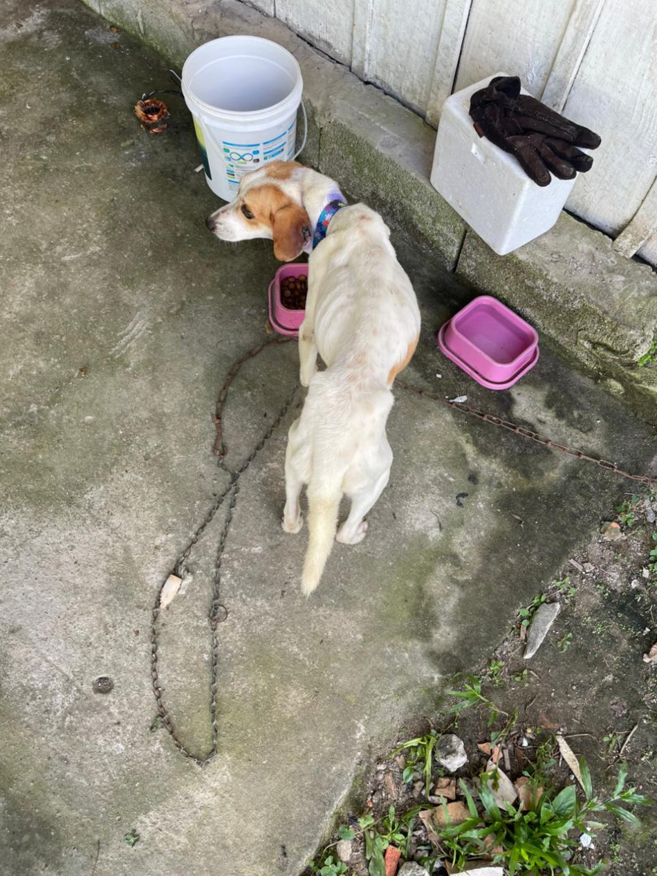 Ação conjunta da Prefeitura e Polícia Civil prende duas pessoas em flagrante por maus-tratos a animais