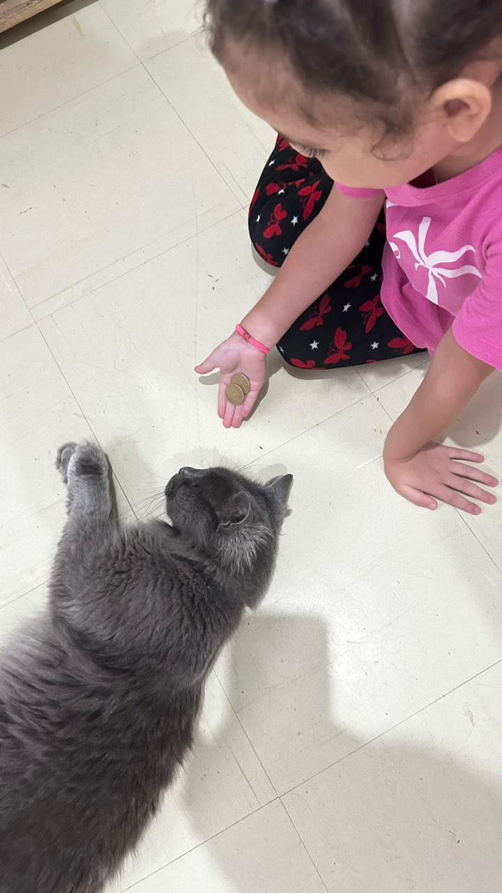 Gato comunitário inspira Projeto de Educação Fiscal e cuidado animal no CEI Brandina Buerger