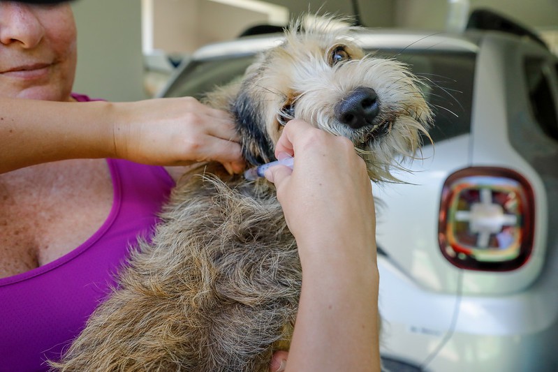 Vacinação de cães acolhidos marca primeira ação do Programa Pet +Seguro em 2026