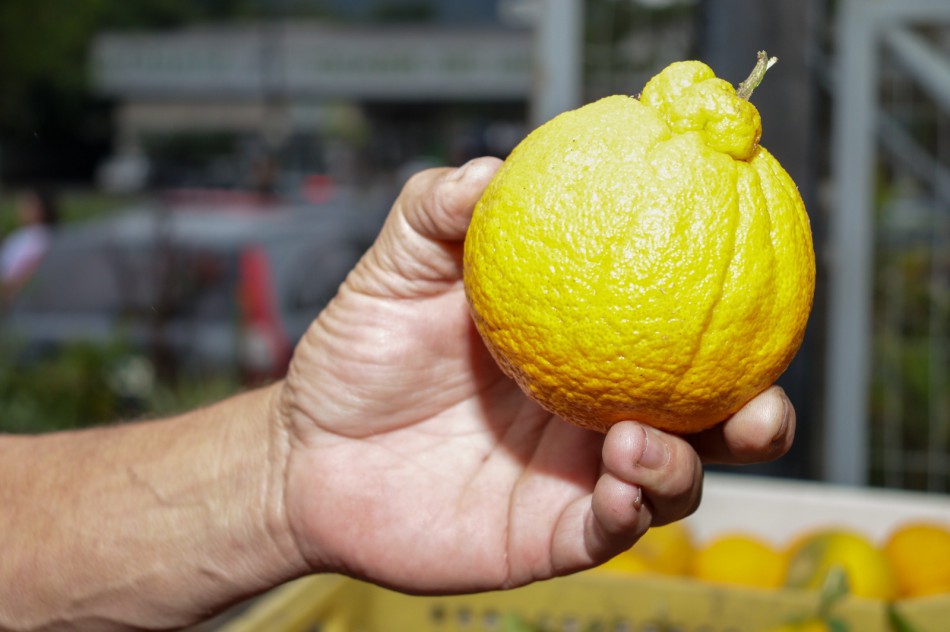 Banco de Alimentos destina mais de 120 toneladas de alimentos para instituições de Assistência Social em 2025