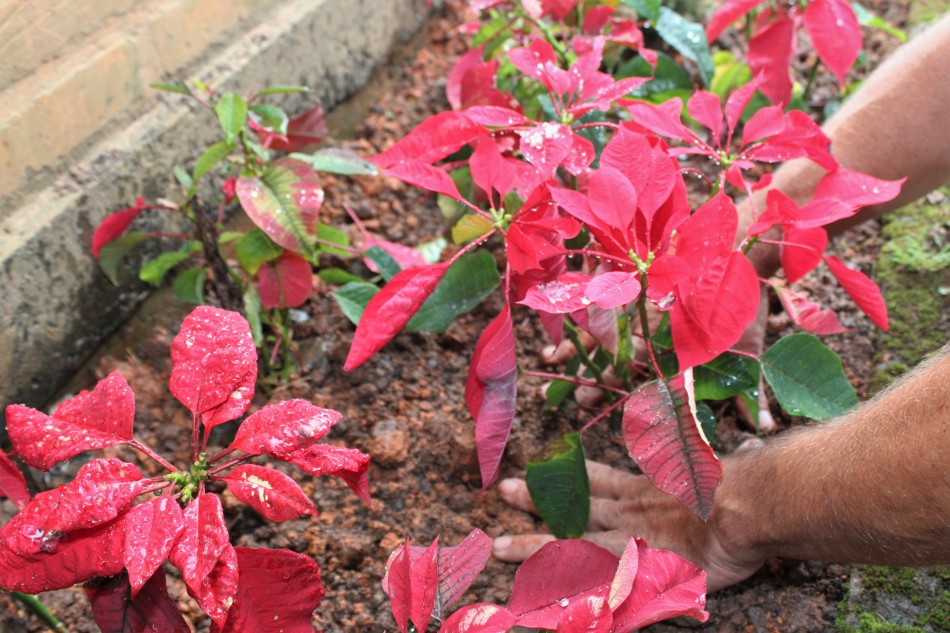 Flores utilizadas na decoração do Natal em Blumenau são reaproveitadas em parques da cidade