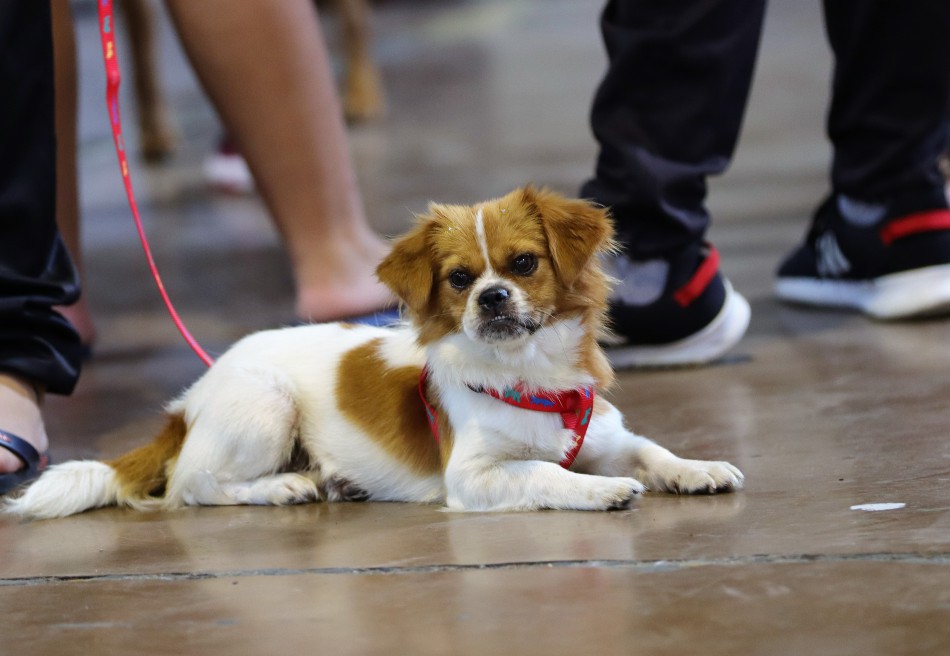 Prefeitura de Blumenau promove mutirão de castração gratuita de animais a partir desta quinta-feira